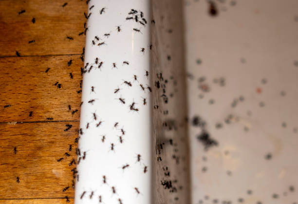 Best Local Pest Control Services  in Dagsboro, DE